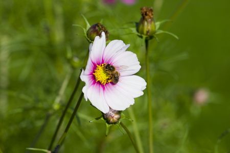 A bee collects pollen from the cosmos flower. A true picture of harmony.の写真素材