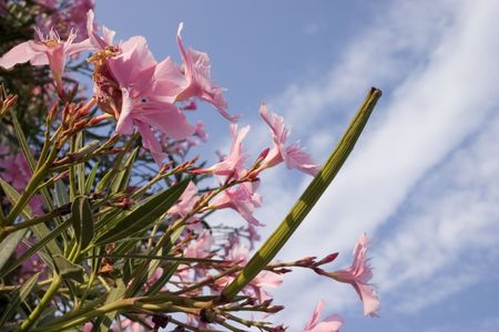 Beautiful but poisonous oleander with flower and seed capsule.