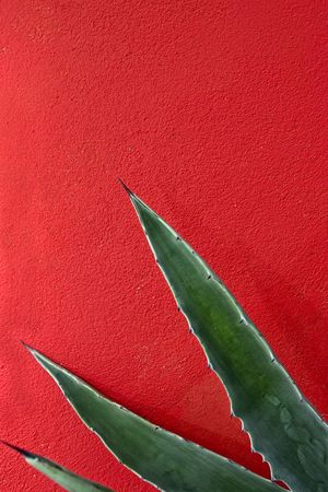 The large sword shaped leaves of an agave against a brightly painted red wall. It makes me think fiesta.の写真素材