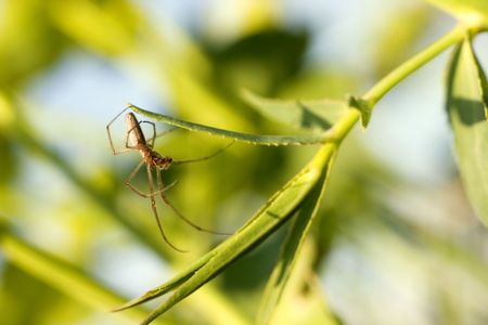 Study of the underside of a tiny garden spider beginning to build a web.の写真素材