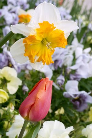 An early spring garden with focus on a yellow and white daffodil. Tulip and pansies in the...