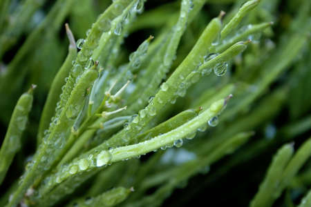 Dewdrops sparkle in the morning sun on unopened flower seed pods.の写真素材