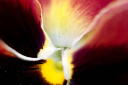 Extreme closeup on a pansy whose colors remind me of sunrise. Each of these abstracts were shot using old glass without the benefit of TTL metering. の写真素材