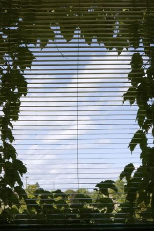Virginia creeper frames a window perfectly.の写真素材