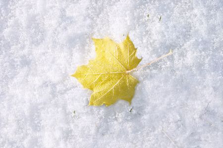 One, bright, yellow maple tree leaf lying on snow.の写真素材