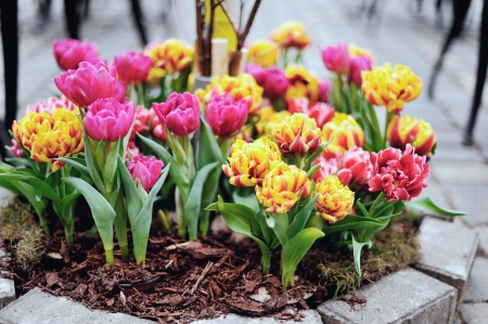 Colorful tulips grow in the cityの写真素材