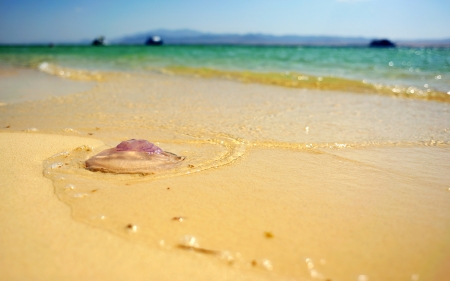 medusa on the beach of Read Sea, Hurgada