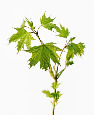 Spring leaves on a white background, close upの写真素材
