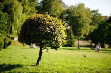 Lonely tree in parkの写真素材
