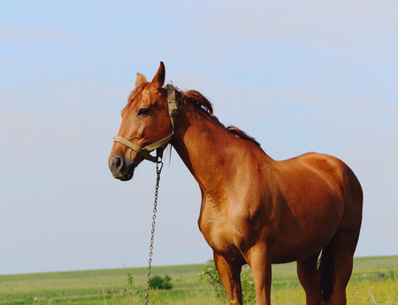 horse standing in field alone, summertimeの写真素材