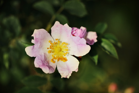 Closeup of a pink flowerの写真素材
