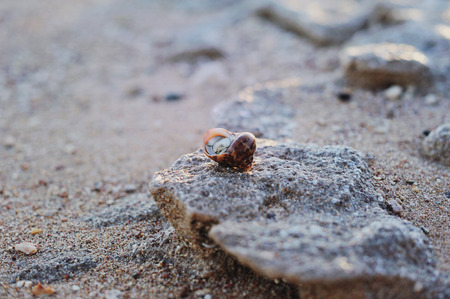crabian shellの写真素材