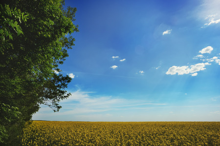 Under the blue skies. Summertime frame of a yellow fieldの写真素材