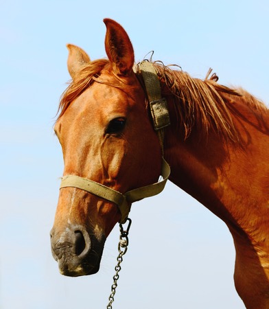 brown horse standing in field aloneの写真素材