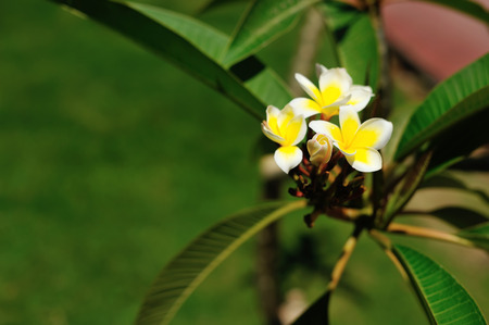 beautiful yellow-white flower, close upの写真素材