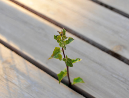 growing plant through wooden floorの写真素材