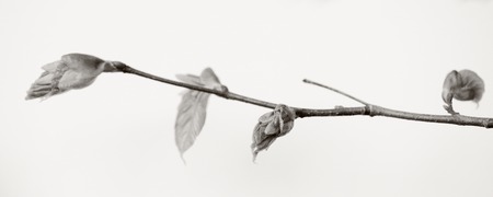 isolated branchの写真素材