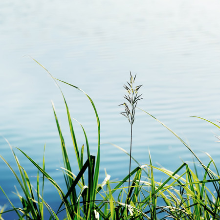 blades of grass growing at the shoreの写真素材