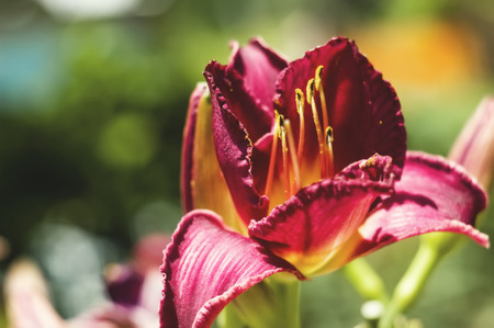 Beautiful colorful flowers in garden.の写真素材
