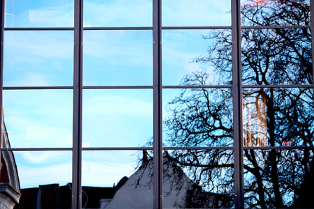 Reflaction of the tree in the window