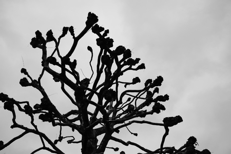 leafless tree. tallの写真素材