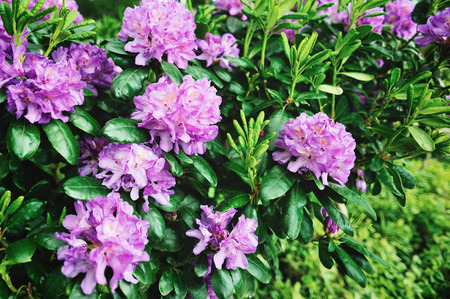 Beautiful pink  flowers  catching eyes in the park