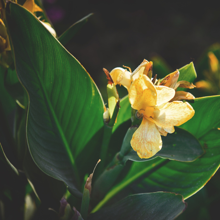 Various fresh yellow flowers at spring field.の写真素材