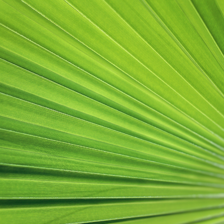 green palm leaf close up, macro surface, geometry in nature