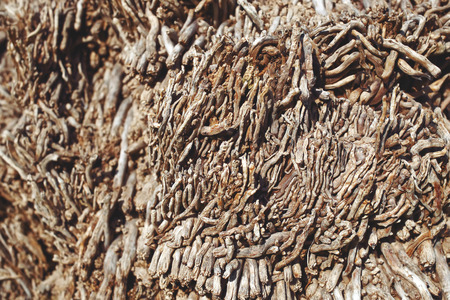 palm tree detailed bark texture, tree bark backgroundの写真素材