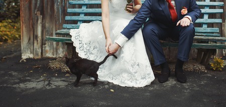 black cat and wedding couple sitting on a benchの写真素材