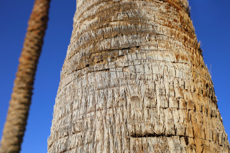 palm tree detailed bark texture, tree bark backgroundの写真素材