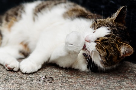 domestic cat and wedding ringsの写真素材