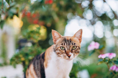A cute striped cat sitting in a sunny garden.の写真素材