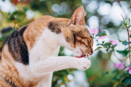 A cute striped cat sitting in a sunny garden.の写真素材