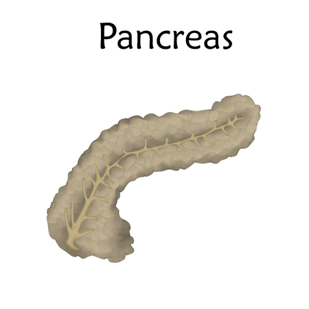 Pancreas. Anatomy realistic vector illustration. White background.のイラスト素材