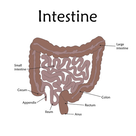 Human intestine with a description. Anatomy vector flat illustration. White background.のイラスト素材