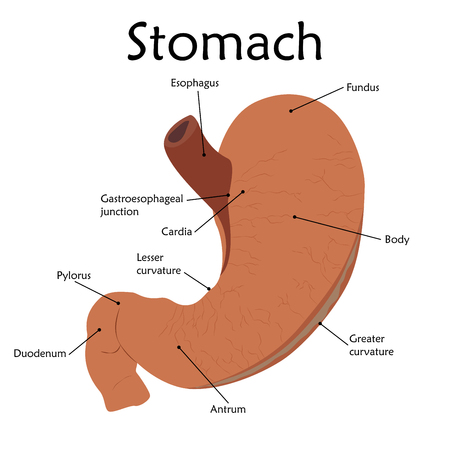 Human stomach with a description. Anatomy vector flat illustration. White background.のイラスト素材