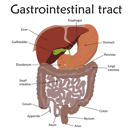 Human gastrointestinal tract with a description. Anatomy vector flat illustration. White background.のイラスト素材