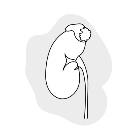 Adrenal gland tumor. Disease. Medical line art outline anatomy illustration.のイラスト素材
