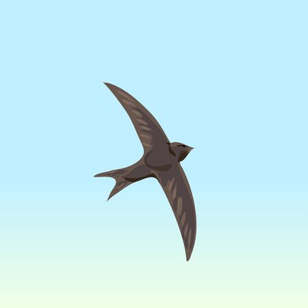 Summer time. Sunny day. Bird, swift, sky. Vector illustration.のイラスト素材