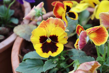 Pansy flower cat faced from Srinagarの写真素材