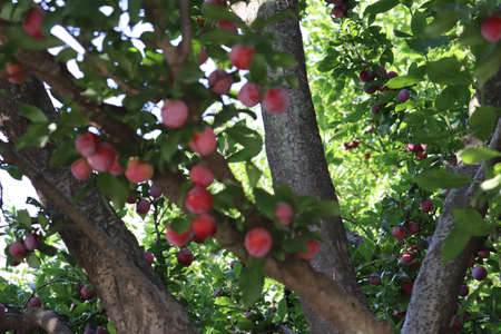 Red plums growing on a tree, Himachal Pradesh