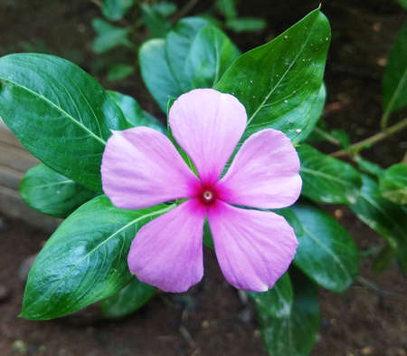 Vinca flower from a gardenの写真素材