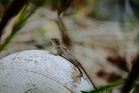 Adaptation of chameleonの素材