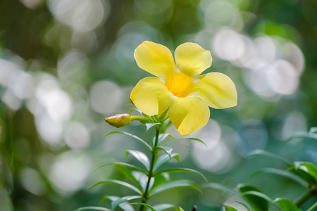Golden trumpet flower on blurred background, Allamanda cathartica L., Yellow bell, Yellow flowerの写真素材