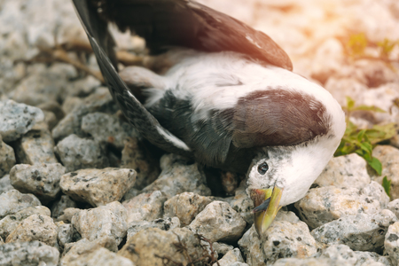 Dead birds caused by environmental problems, Dead bird lying on the rock floorの写真素材