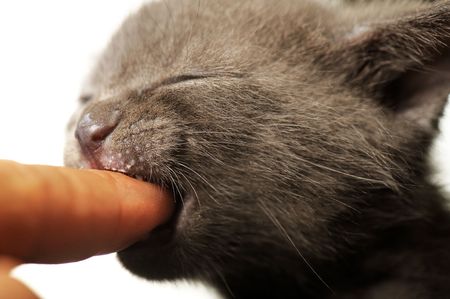 Blue Russian Cat Cub Biting on Fingerの写真素材