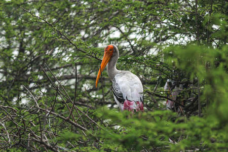 Big yellow billed stork sitting on a tree surrounded by green branches