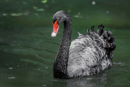 A beautiful waterbird, the black swan, is swimming in a zooの写真素材