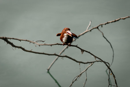 Beautiful Common Kingfisher (Alcedo atthis) Smiling and Perched on a Tree Branchの写真素材